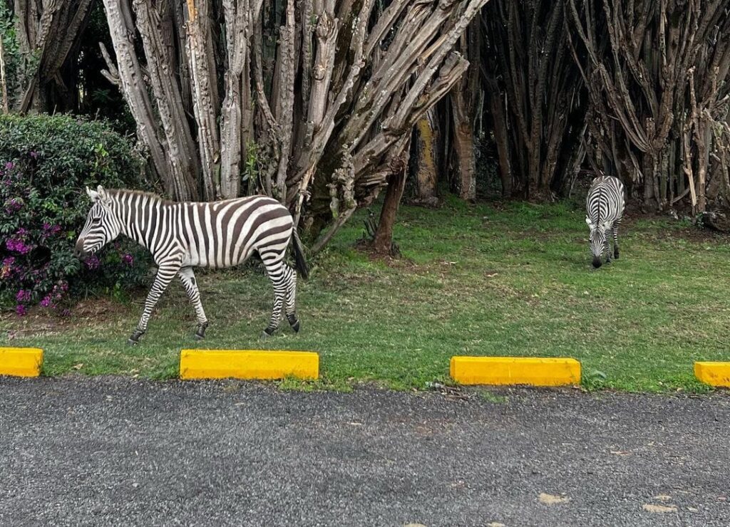 dine with zebras-gaga tours