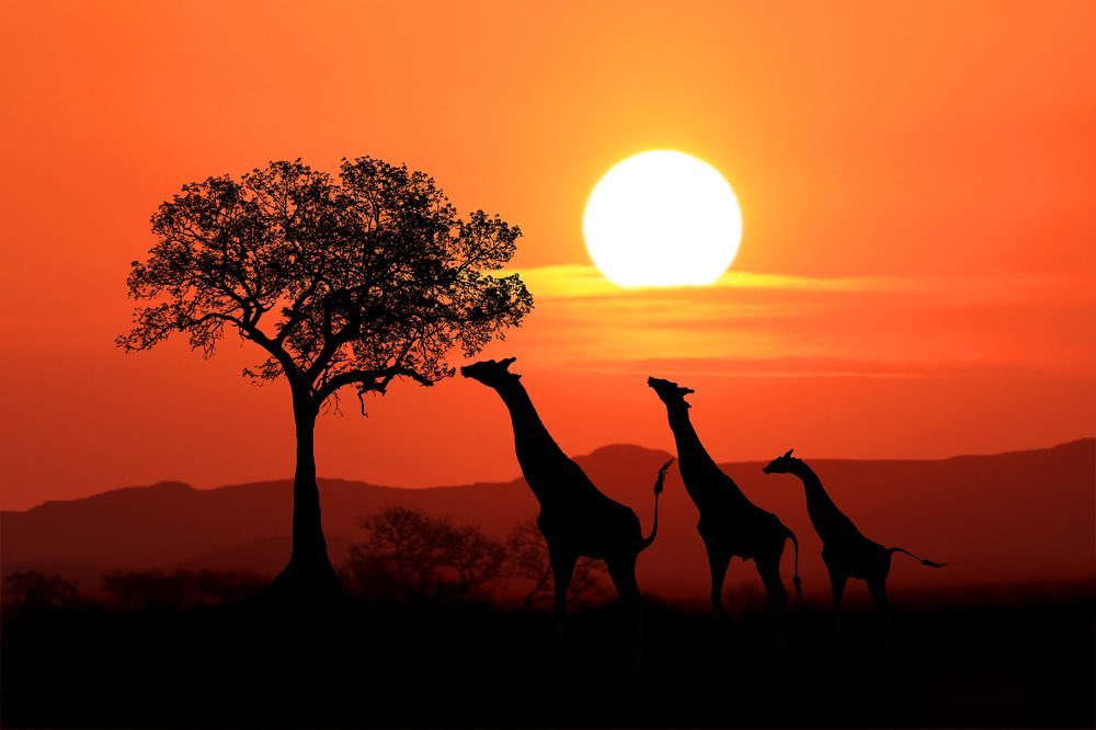 giraffes maasai mara-gaga tours