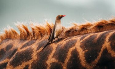 lake naivasha-gaga tours