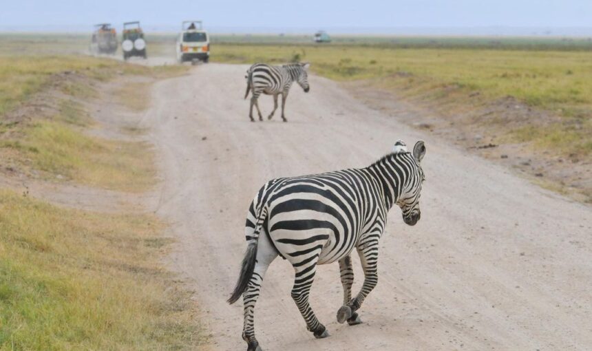 12 DAYS, 8 NATIONAL PARKS, NAIROBI TO KENYA BEACH SAFARI TOUR BY 4×4 SAFARI JEEP