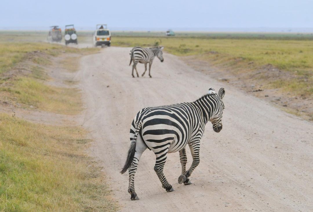 amboseli national park-gaga tours