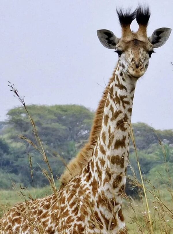 gazing-giraffee-at-nairobi-national-park