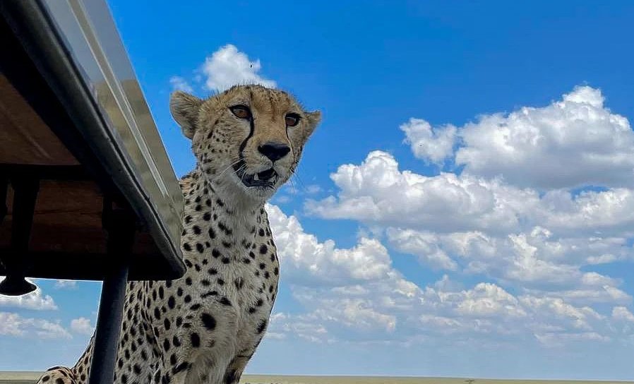 Cheetah Moments