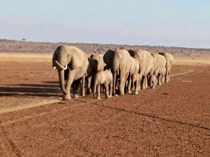 Elephants bonding book africa safari-gaga tours and travel