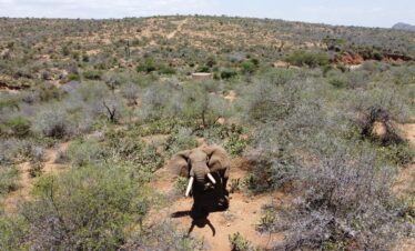 tsavo elephants-gaga-tours