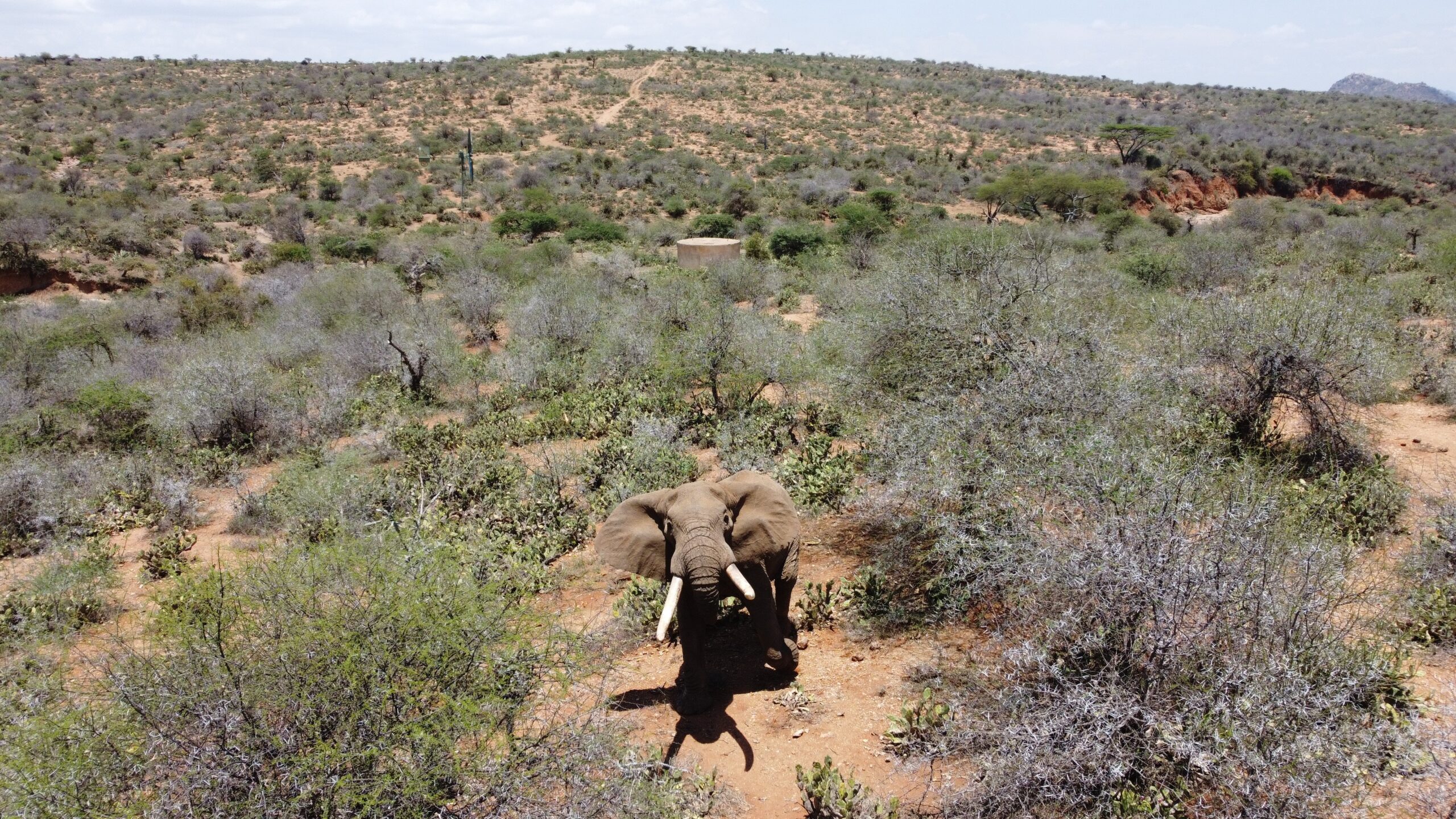 tsavo elephants-gaga-tours
