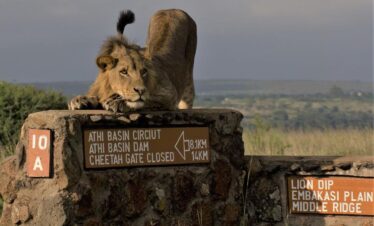 nairobi halfday tour