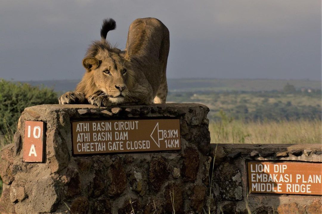 nairobi halfday tour