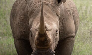 rhino at nairobi national park -Gaga tours kenya