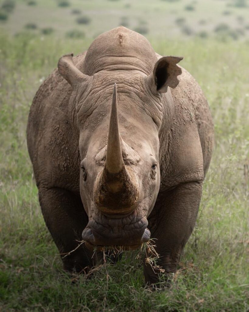 rhino at nairobi national park -Gaga tours kenya