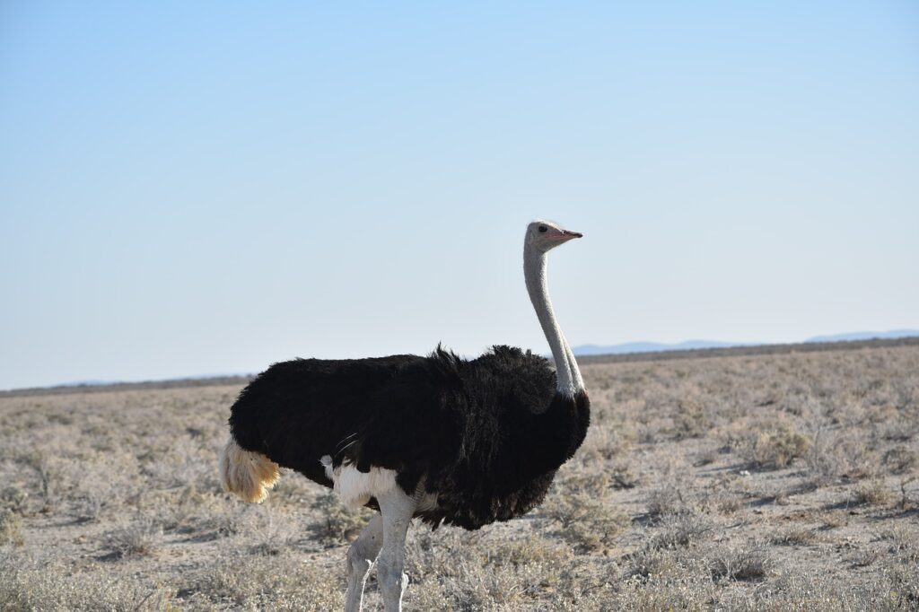 ostrich at tsavo east national park-gaga tours
