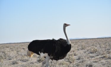 ostrich at tsavo east national park-gaga tours