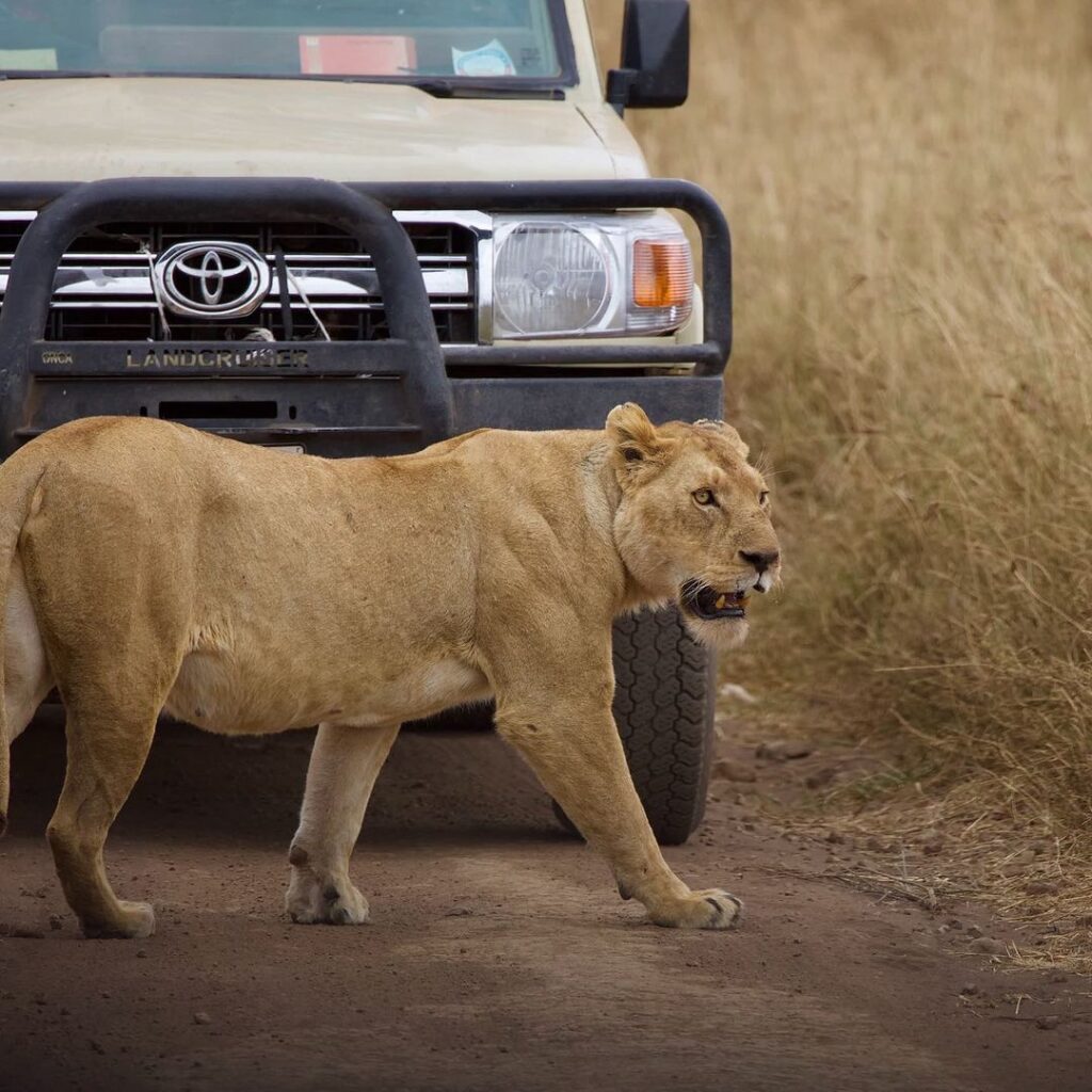 lions passing-gaga tours