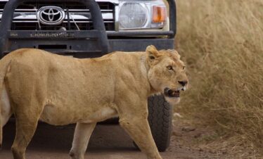lions passing-gaga tours