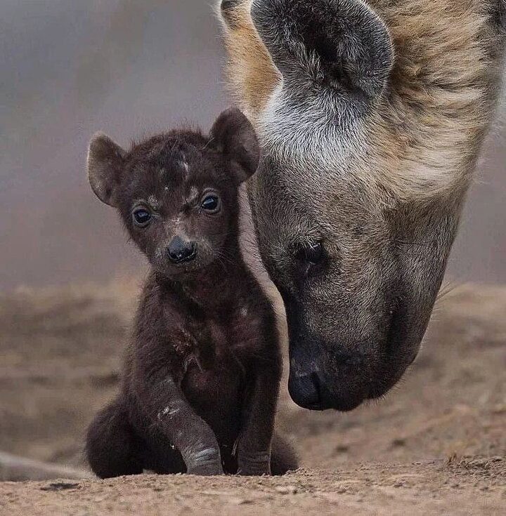baby hyena and mum-gaga tours