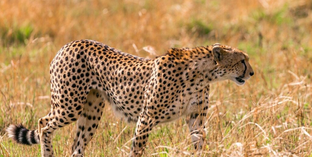 Cheetah world-gaga-tours