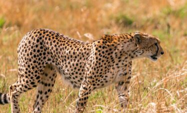 Cheetah world-gaga-tours