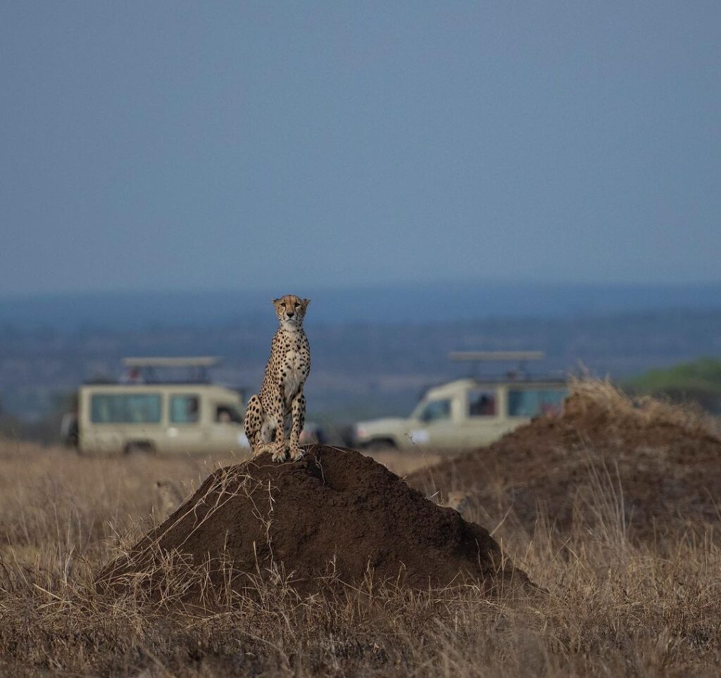 cheetah sightings-gaga tours