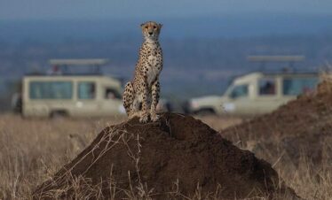 cheetah sightings-gaga tours