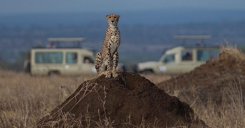 cheetah sightings-gaga tours