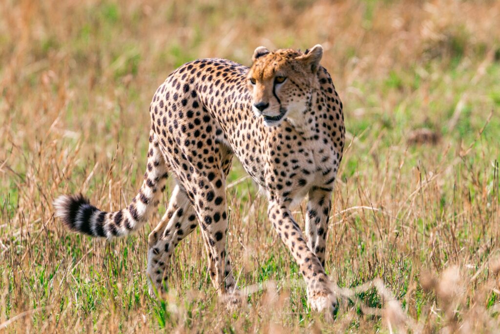 cheetahs of tsavo-gaga tours
