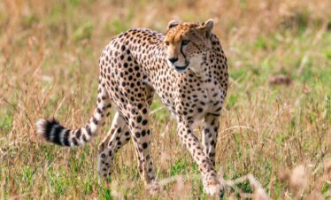 cheetahs of tsavo-gaga tours
