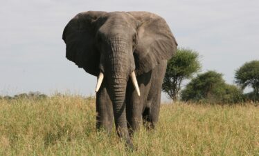 tsavo east national park