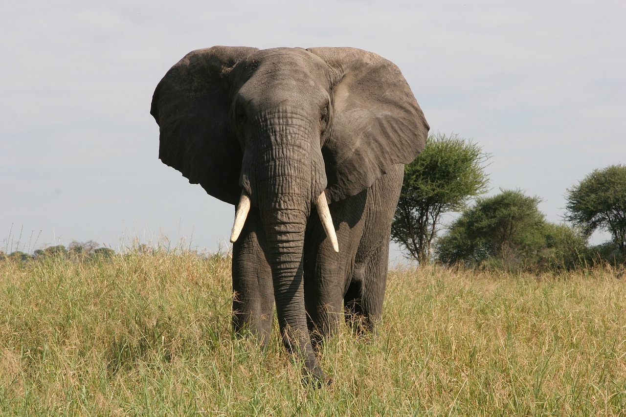 tsavo east national park