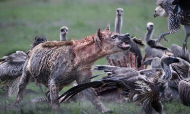 hyenas vs voltures-gaga tours