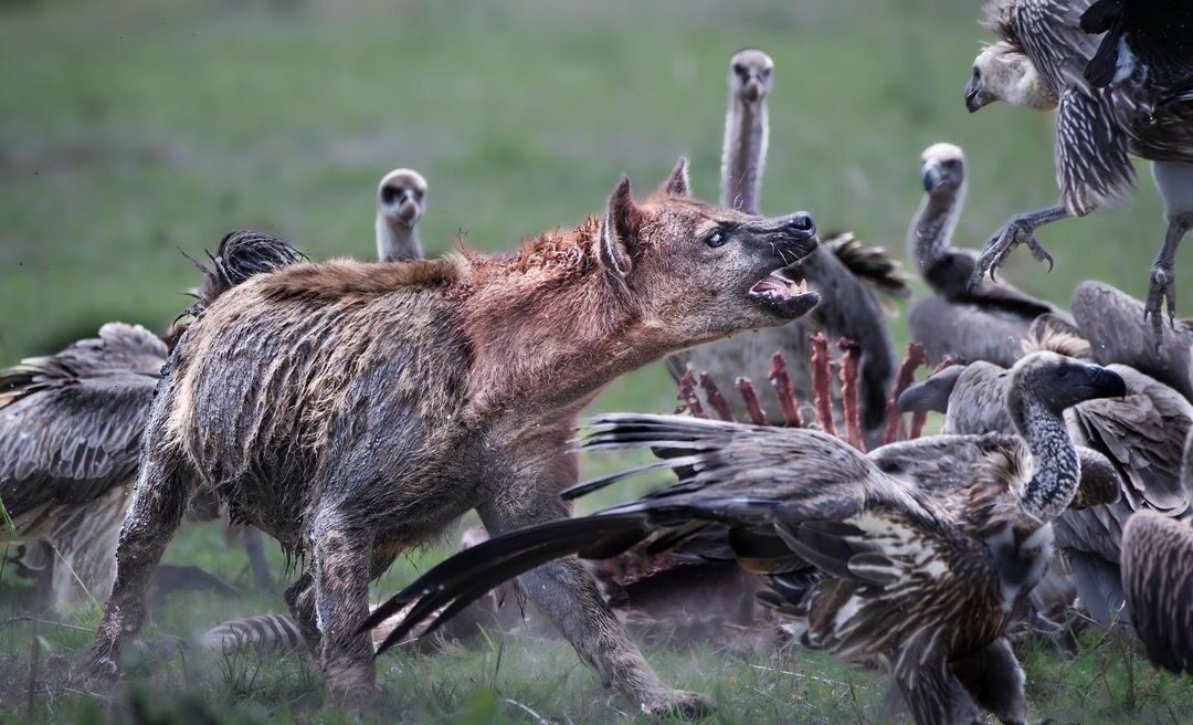 hyenas vs voltures-gaga tours
