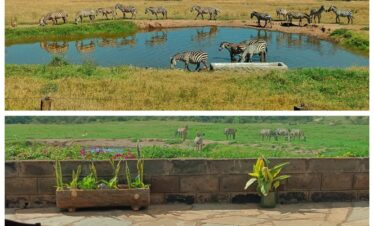 lake nakuru-lake naivasha resort-gaga tours