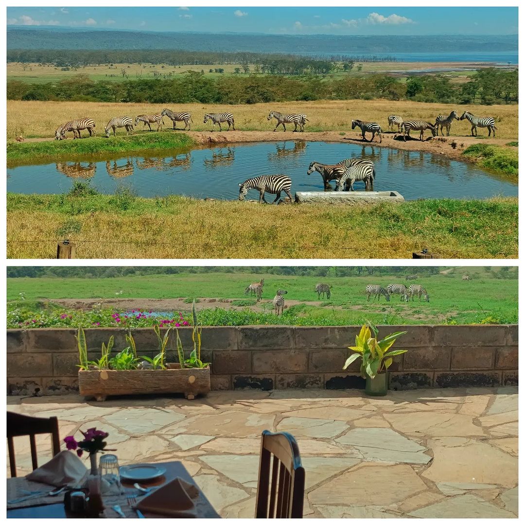 lake nakuru-lake naivasha resort-gaga tours