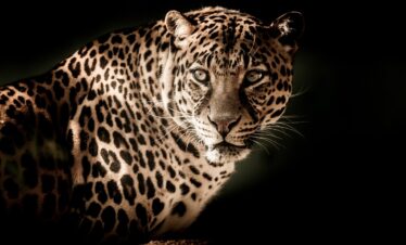 leopard safari-gaga tours