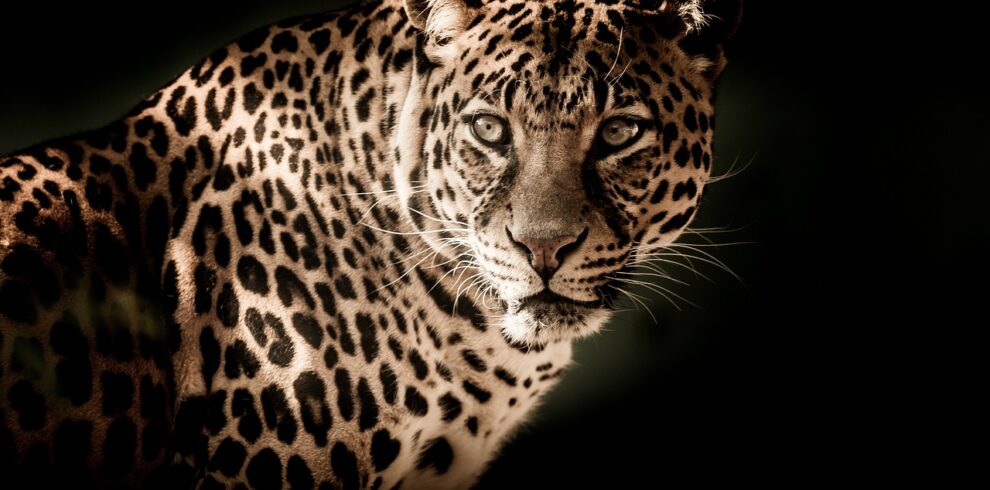 leopard safari-gaga tours