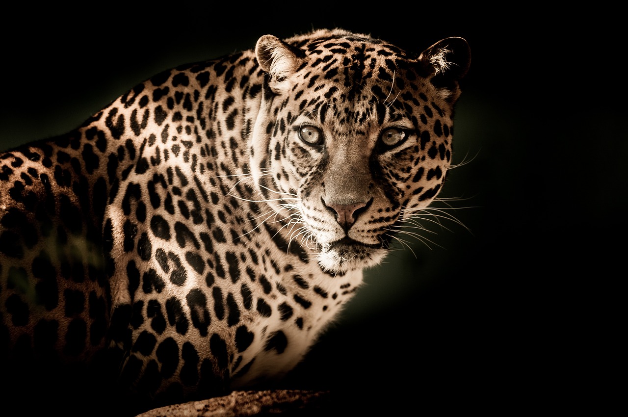 leopard safari-gaga tours