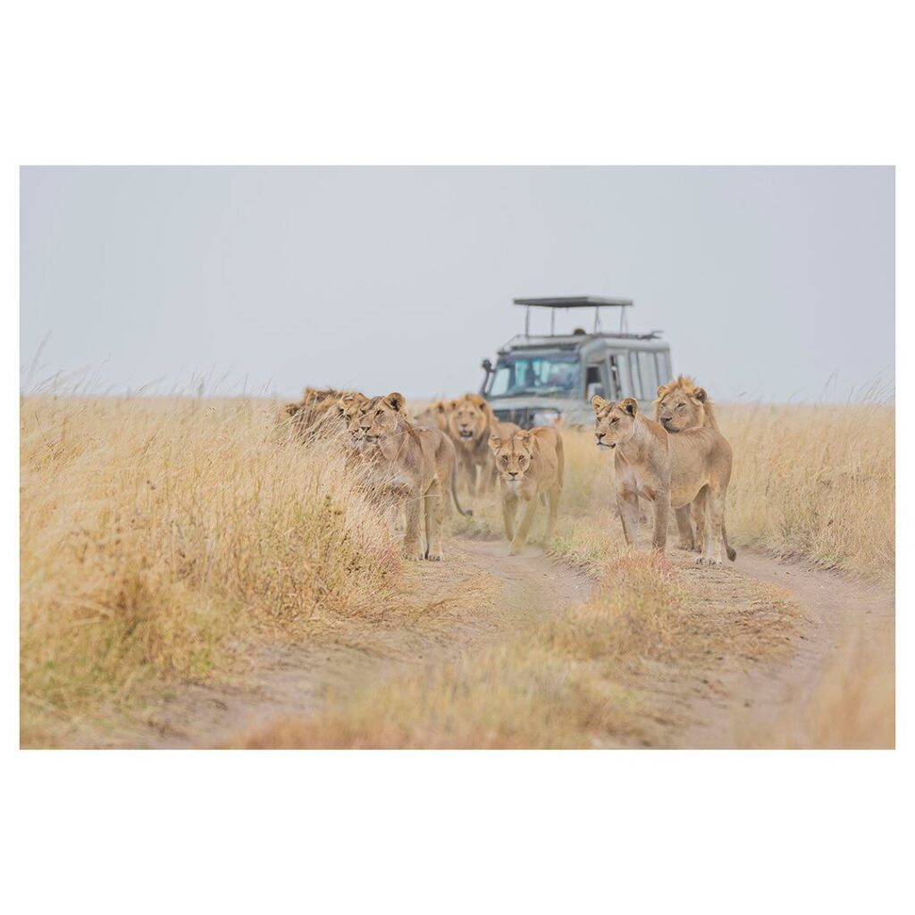 lions of serengeti-gaga tours