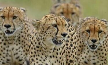 the three cheetahs at mara-gaga-tours