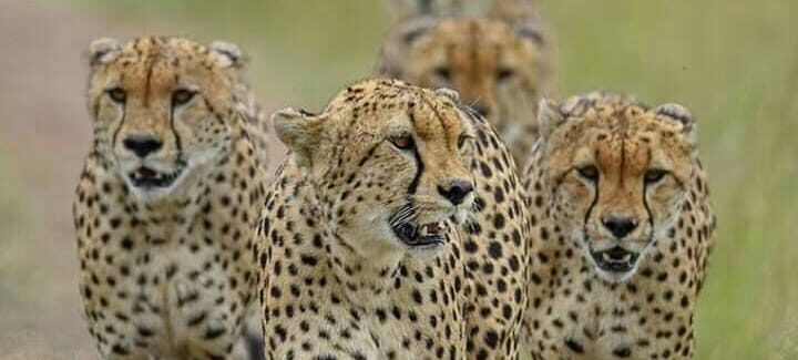 the three cheetahs at mara-gaga-tours