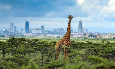 nairobi national park halfday tour-gaga-tours