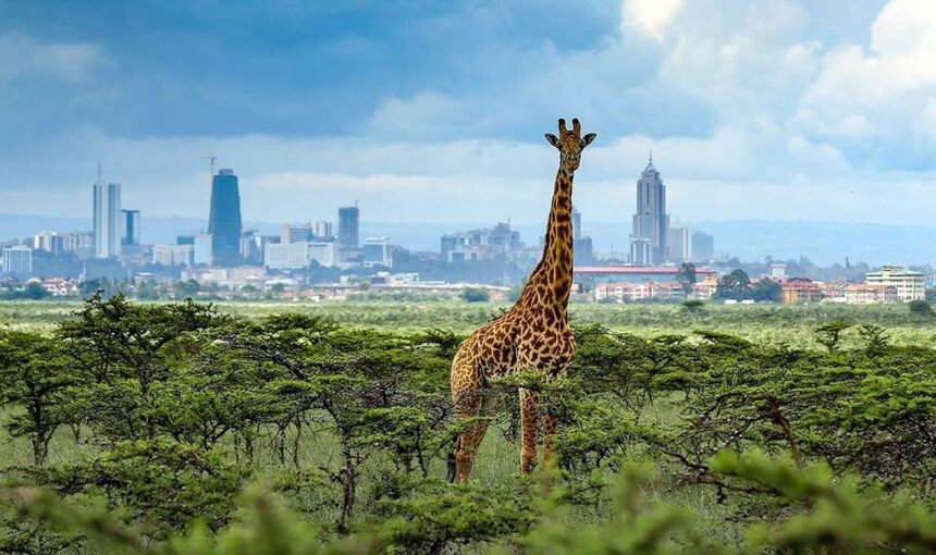 NAIROBI NATIONAL PARK – HALF DAY GROUP TOUR