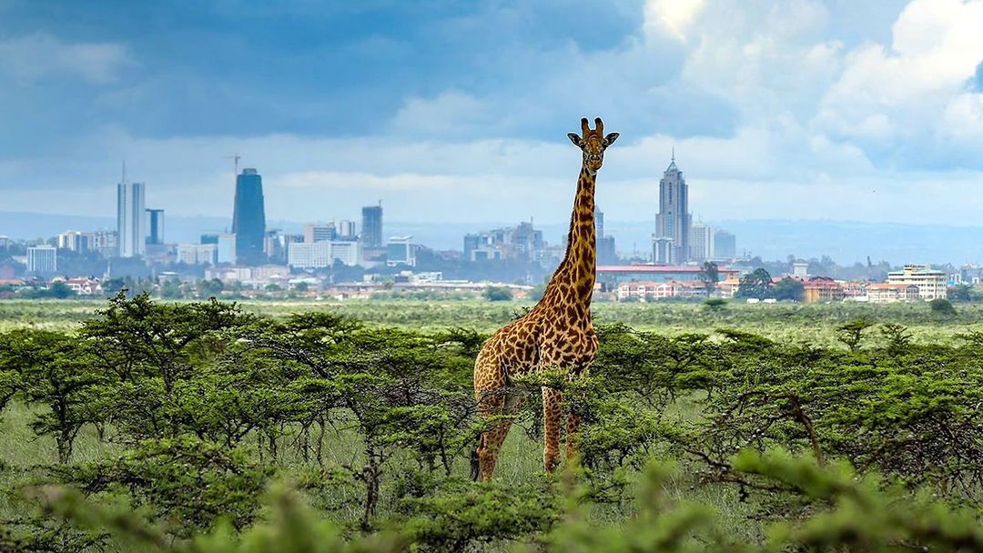 nairobi national park halfday tour-gaga-tours