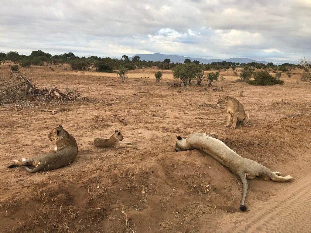tsavo lions gaga tours