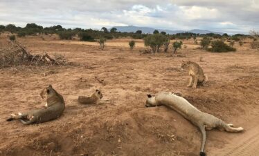 tsavo lions gaga tours