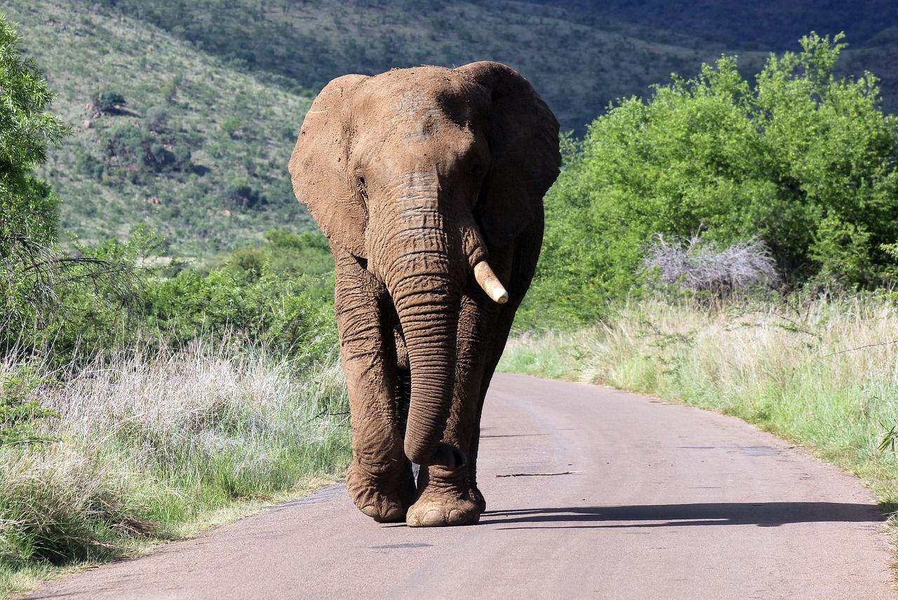 gaga tours kenya