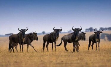 wildebeest gaga-tours