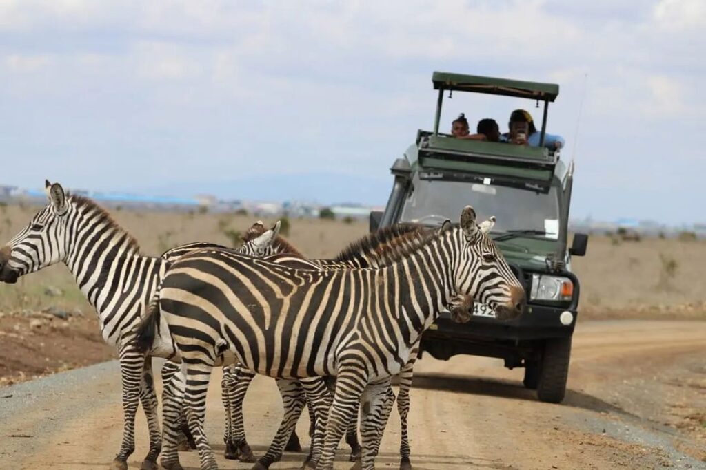 zebras-on-road-gaga-tours