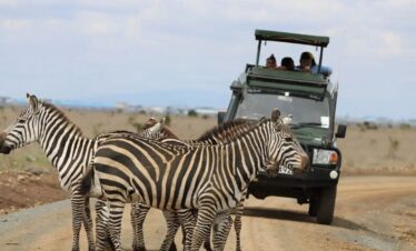 zebras-on-road-gaga-tours