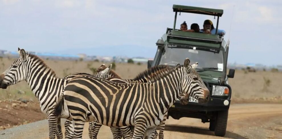 zebras-on-road-gaga-tours