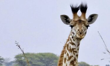 giraffes at amboseli