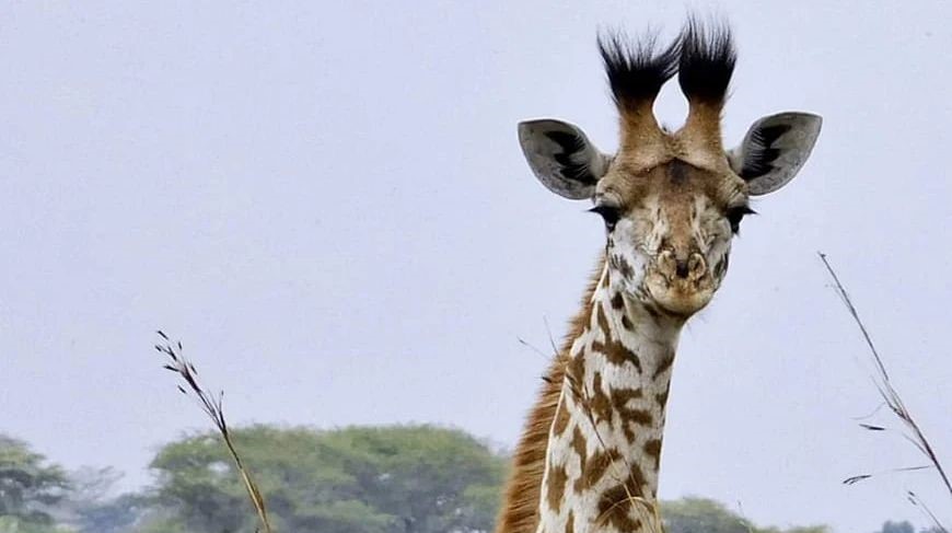 giraffes at amboseli